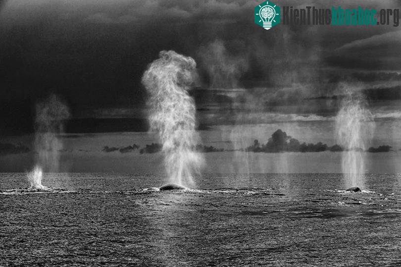 "Trong những kỳ nghỉ của mình, tôi luôn đi tìm chúng khắp nơi, từ quần đảo Hebrides (Scotand) đến quần đảo Canary (Tây Ban Nha)".