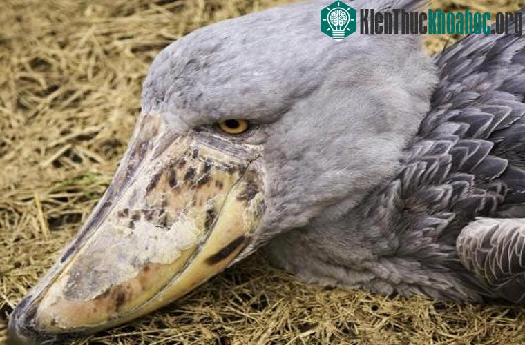 Cò mỏ giầy có chiếc mỏ rất rộng và kỳ dị. Chúng sống chủ yếu ở vùng đầm lầy Đông Phi và có thể cao tới 1,5m. Hiện loài này chỉ còn khoảng 5.000 đến 8.000 cá thể. Chúng được liệt vào danh sách những...