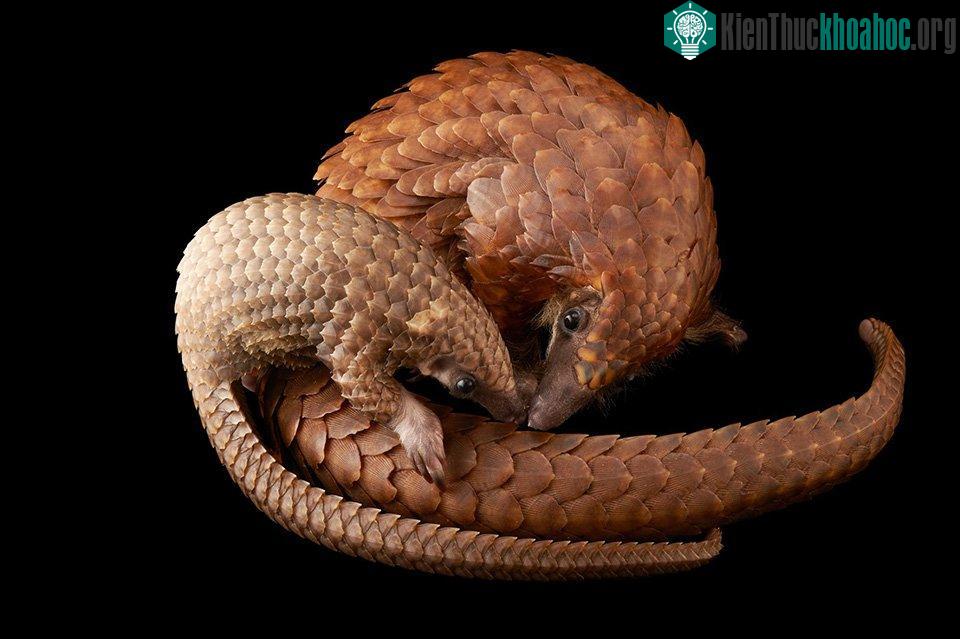 Family Time - một cặp mẹ con tê tê (Phataginus tricuspis) đang chơi đùa với nhau.