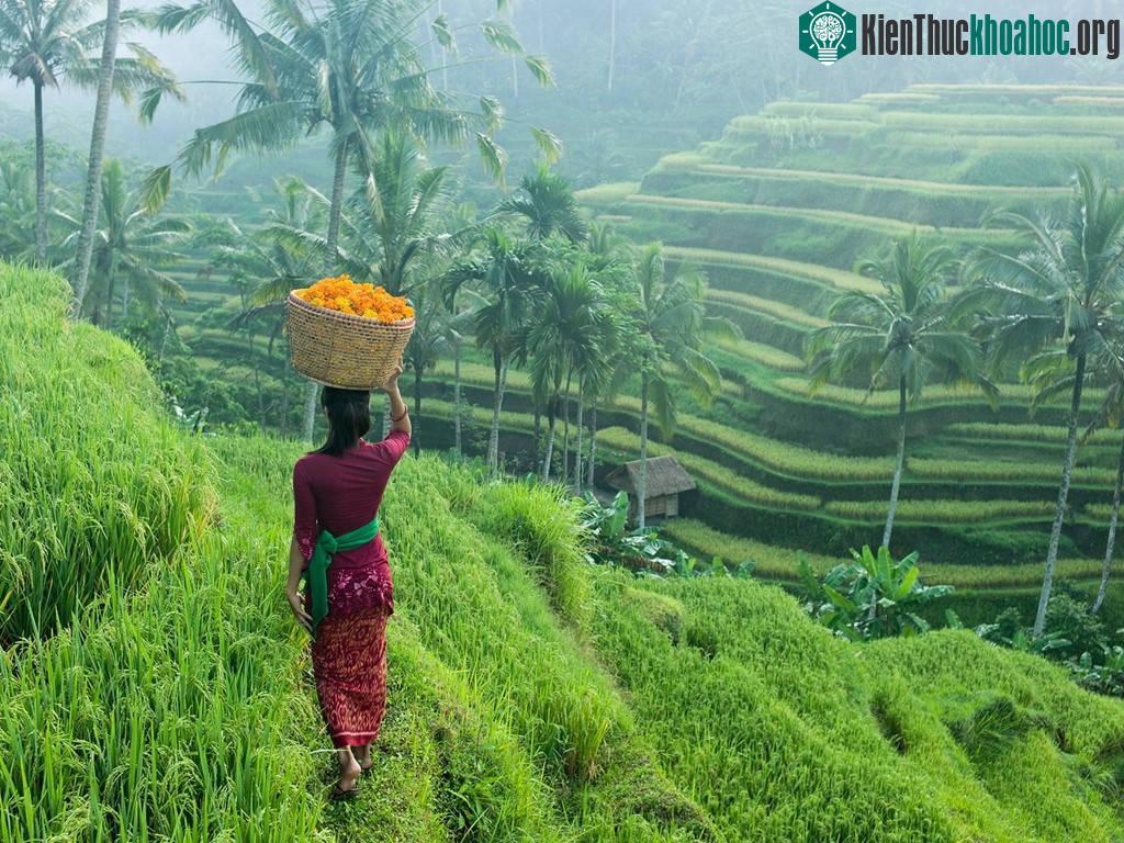 Ubud, Bali, Indonesia: Nằm ở thiên đường nghỉ dưỡng Bali, Ubud giống như một ốc đảo xanh yên lành, với ruộng bậc thang xinh đẹp cùng nền văn hóa ấn tượng.