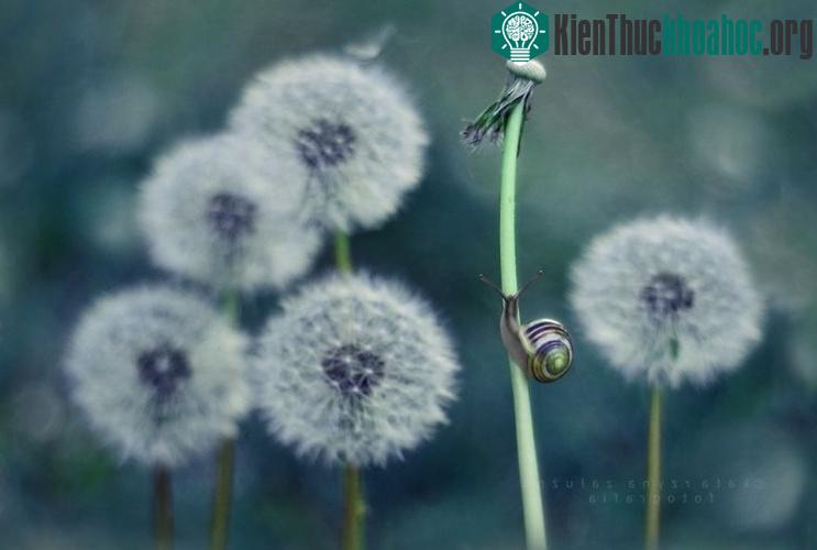 Do hạn chế về mặt kỹ thuật, nhiếp ảnh gia Katarzyna Załużna đã gặp khá nhiều khó khăn để chụp được sinh vật nhỏ bé này.