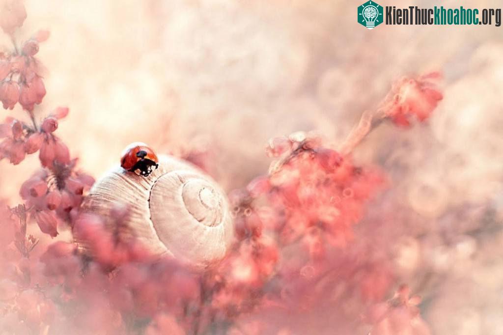 Thế giới côn trùng lung linh huyền ảo ảnh 5