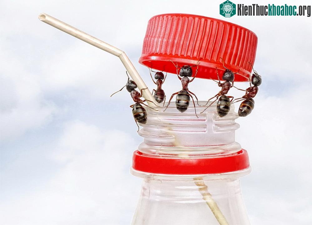 Những bức ảnh kiệt tác về loài kiến khiến bạn kinh ngạc ảnh 5