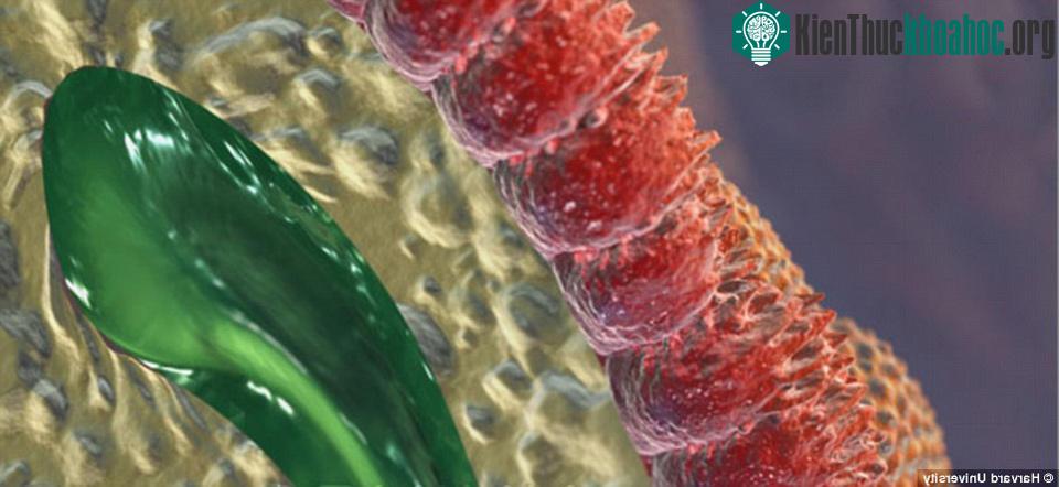 Microvilli trong thành ruột, giúp hấp thụ chất dinh dưỡng từ thức ăn và chuyển vào máu.