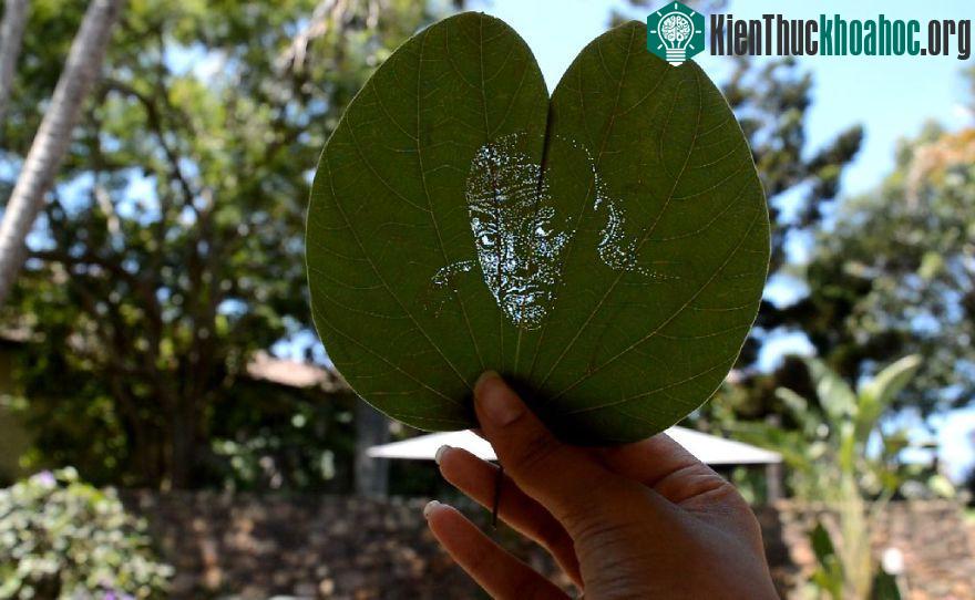 Kinh ngạc trước những bức ảnh chân dung được khắc trên lá ảnh 5