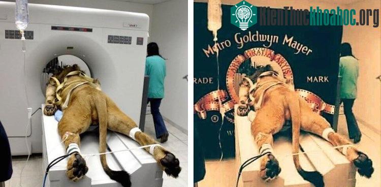 Đây là cách MGM tạo ra đoạn giới thiệu phim quen thuộc với nhiều người