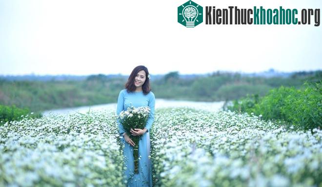 Cúc họa mi báo hiệu mùa đông trên phố Hà Nội