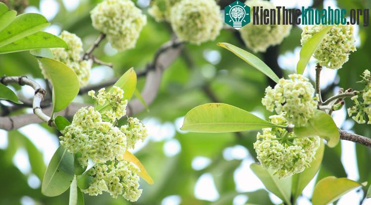 Hoa sữa - nét đẹp rất riêng của Hà Nội.