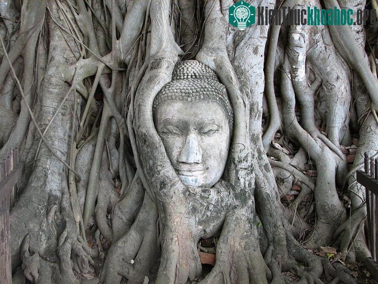 Đầu Phật Ayutthaya - thành phố Ayutthaya của Thái Lan.