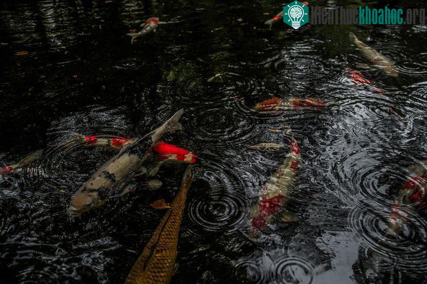 Vốn là biểu tượng đặc trưng của người Nhật nên dù đi đâu, bạn cũng sẽ thấy cá Koi xuất hiện.