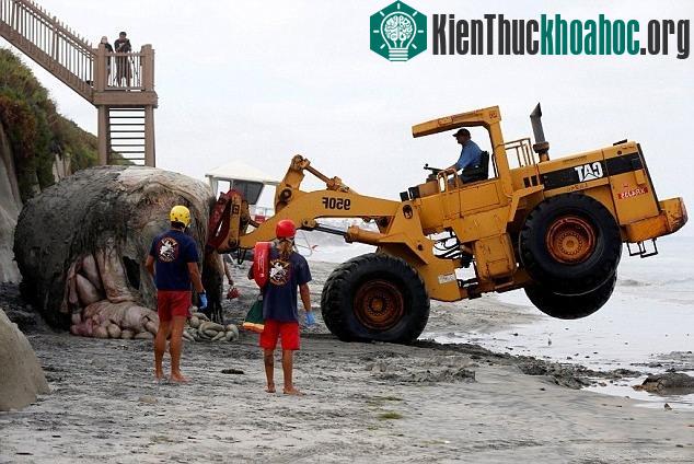 Vì phần xác quá nặng, chiếc máy xúc thậm chí còn bị kênh lên