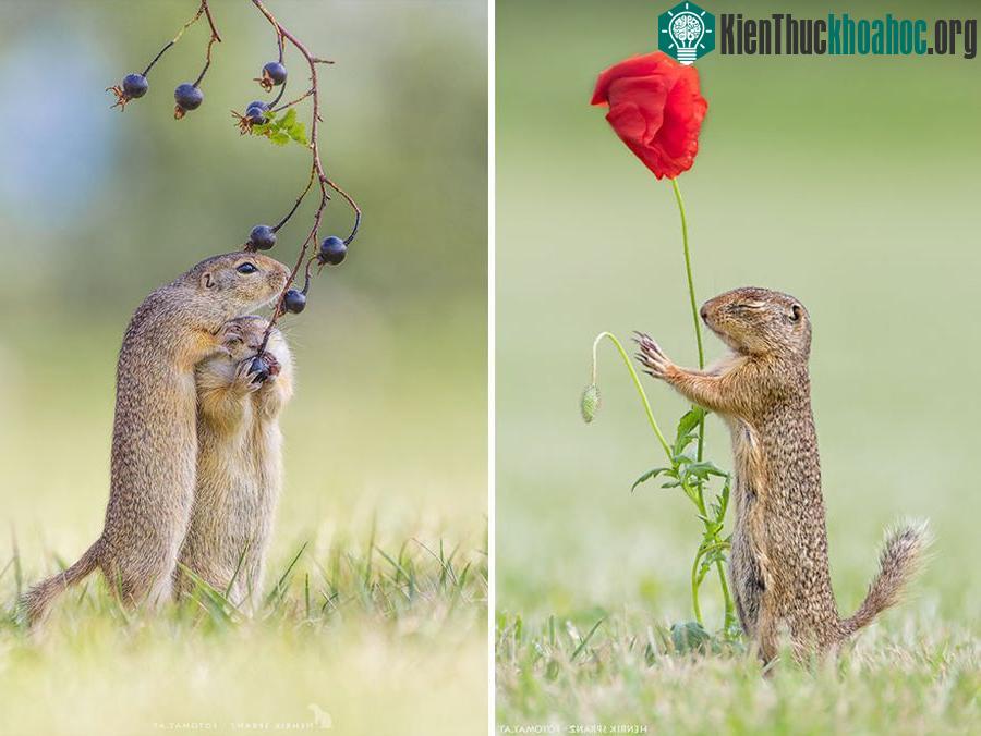 Sóc đất ăn cả hoa, quả nhỏ sau khi hít hà mùi hương từ những thực phẩm này. (Nguồn Bored Panda)