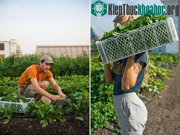 Ngoài ra, Brooklyn Grange còn tiếp tục phát triển nhiều loại cây khác như ớt, cải xoăn, củ cải, cà tím, rau thơm, cà rốt, đậu và rất nhiều loại cây trồng thú vị khác.