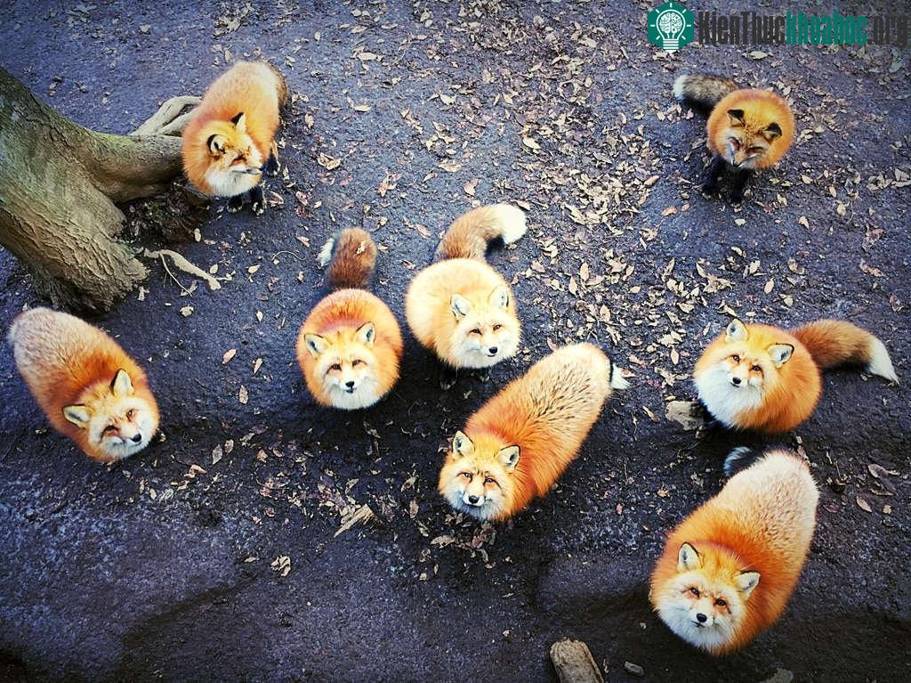 Giải nhất chủ đề về động vật