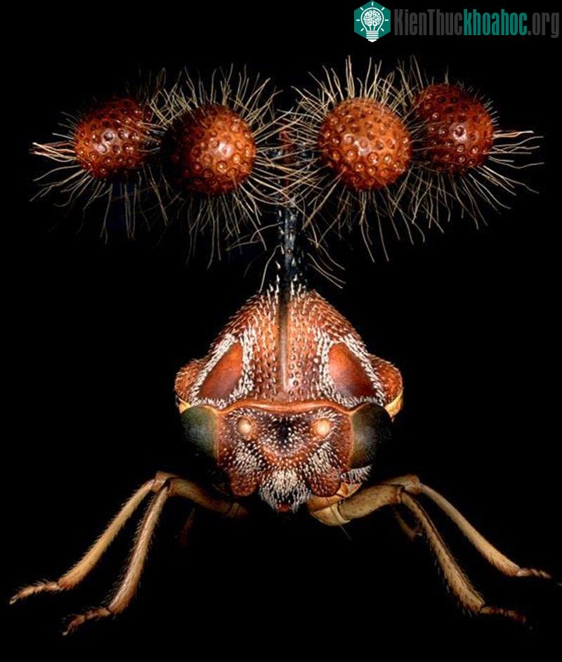 Treehopper Brazil