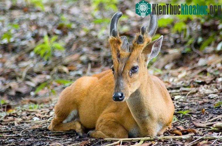 Hươu đỏ. Loài này sống ở Nam Á. Nó có một số đặc điểm không thể tìm thấy ở những loài hươu khác. Khi gặp nguy hiểm, nó phát ra tiếng kêu như tiếng sủa ngắn, chói tai để cảnh báo những con khác tron...