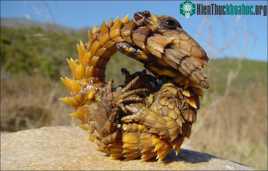 Thằn lằn quỷ gai (Moloch Horridus) là loài động vật bò sát ở Australia.