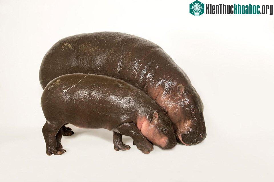 Slimy But Cute - Một cặp mẹ con hà mã lùn (Choeropsis liberiensis) đang âu yếm nhau chăng?