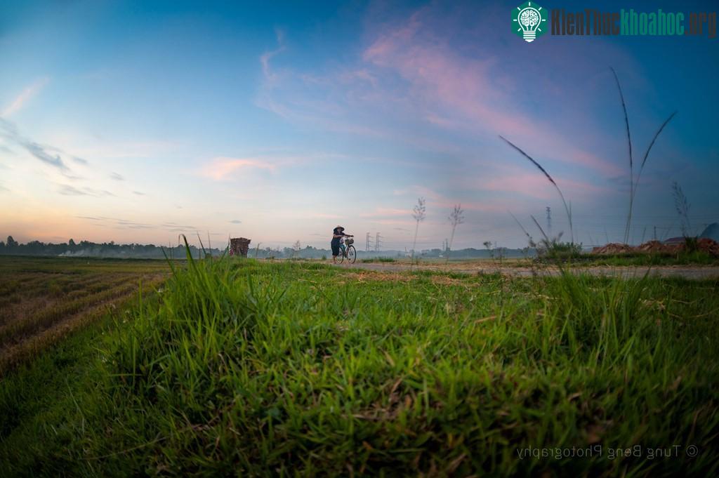 Đã sinh ra từ làng, khi đi ra, không ai là không nhớ da diết hương vị của làng quê, không khí tấp nập của vụ mùa và những buổi chiều thong dong ngắm những cánh đồng bao la.