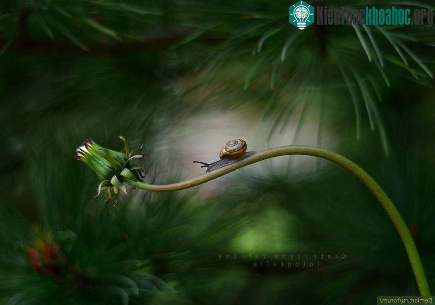 Katarzyna Załużna sử dụng ống kính có khẩu độ F1.8 nên rất khó tập trung vào từng cá thể một.