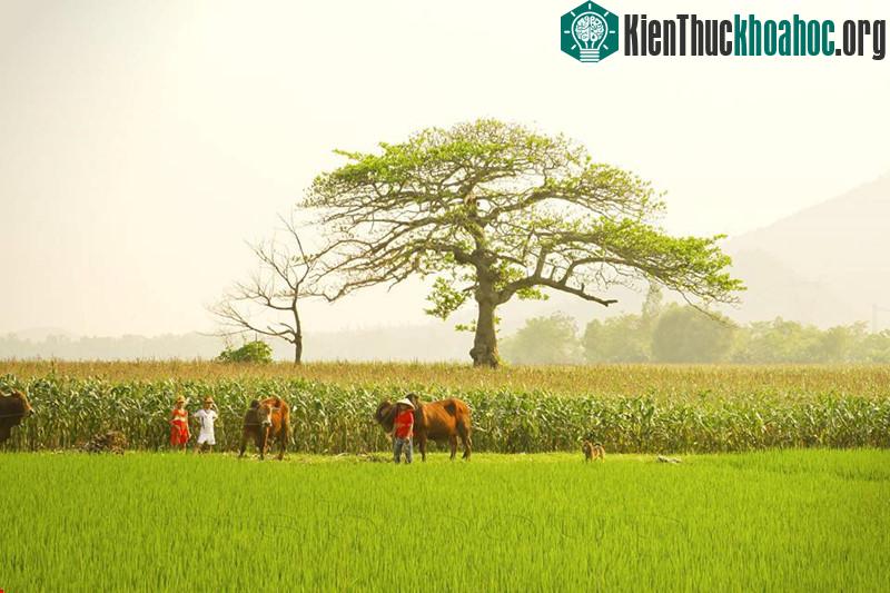 Những cánh đồng thẳng cánh cò bay