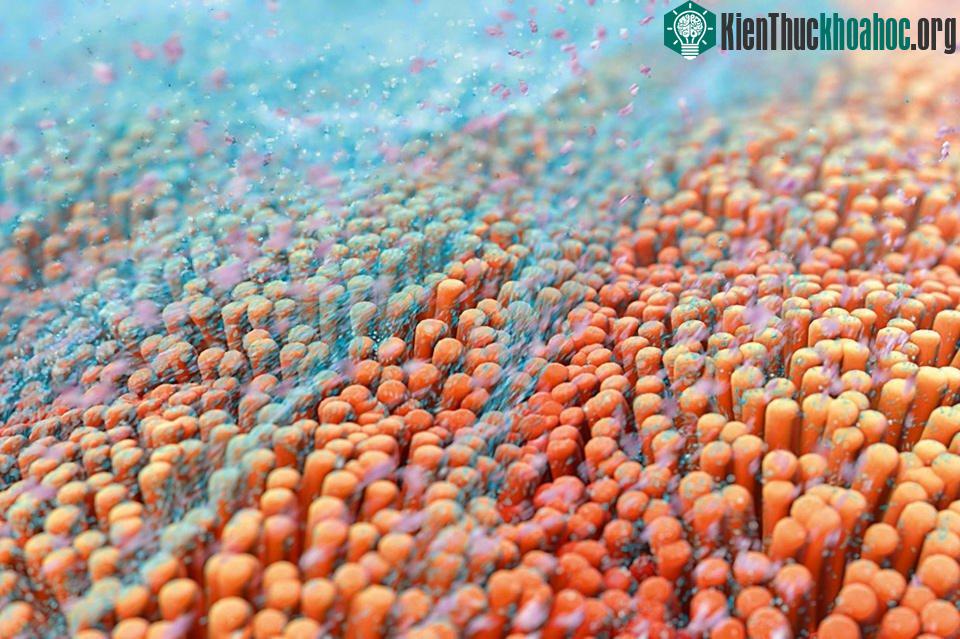 TGF-beta, một protein đóng vai trò chủ chốt trong sự miễn dịch và ngăn chặn ung thư di căn trong cơ thể người.