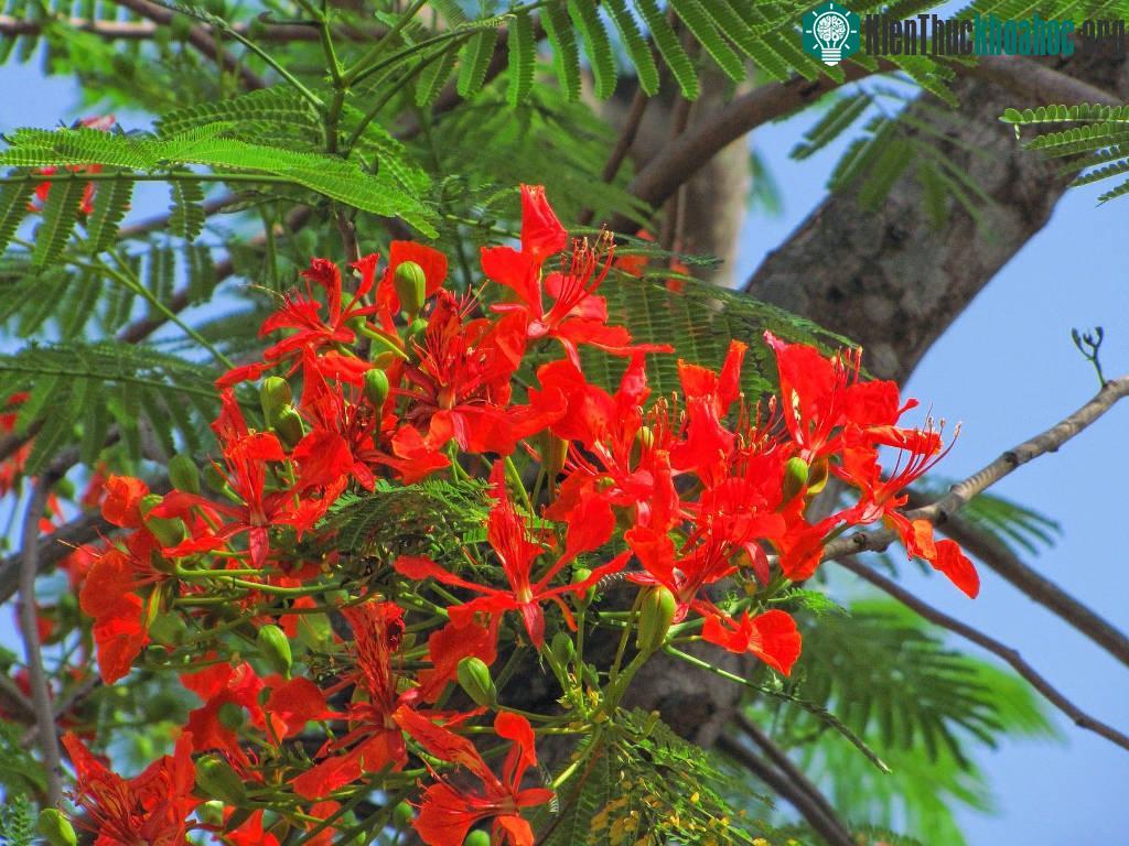 Hình ảnh hoa phượng vĩ tươi thắm gợi nhớ tuổi học trò đầy mơ mộng ảnh 6