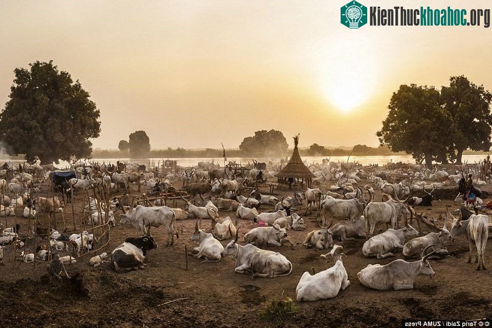 Khu định cư của người Mundari lúc chiều tối, khi đàn bò trở về. Mỗi con đều biết đường về với chủ nhân.