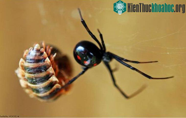 Nhện góa phụ đen