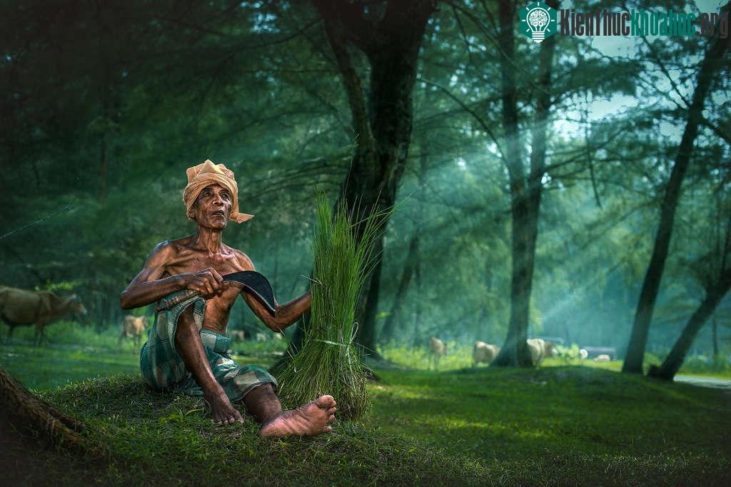 Hình ảnh người dân ôm bó lúa ngồi dưới gốc cây...