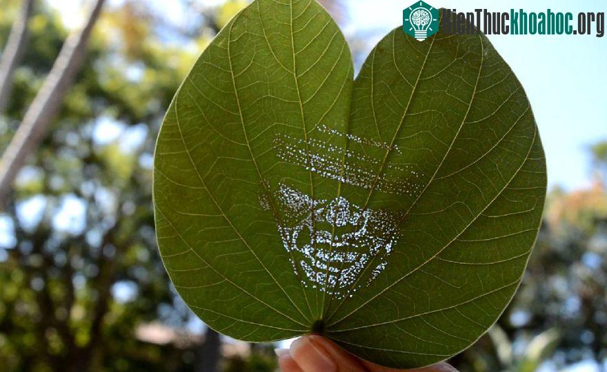 Kinh ngạc trước những bức ảnh chân dung được khắc trên lá ảnh 6