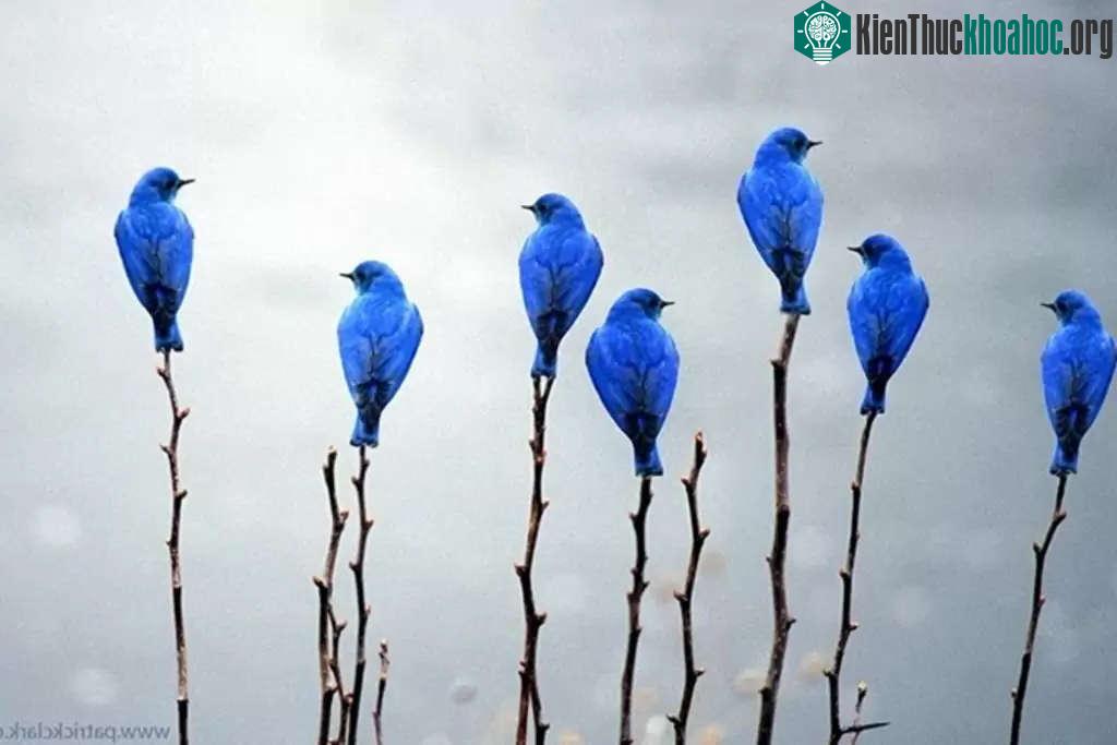Những chú chim nhẹ nhàng đậu mình trên những nụ tầm xuân