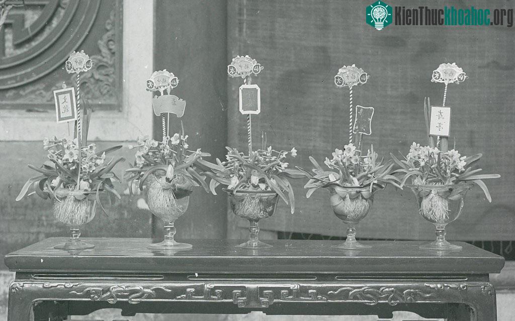 Một trong những nét biểu trưng cho cái tết của người Tràng An xưa không thể không nhắc đến đó chính là thú chơi hoa thủy tiên.