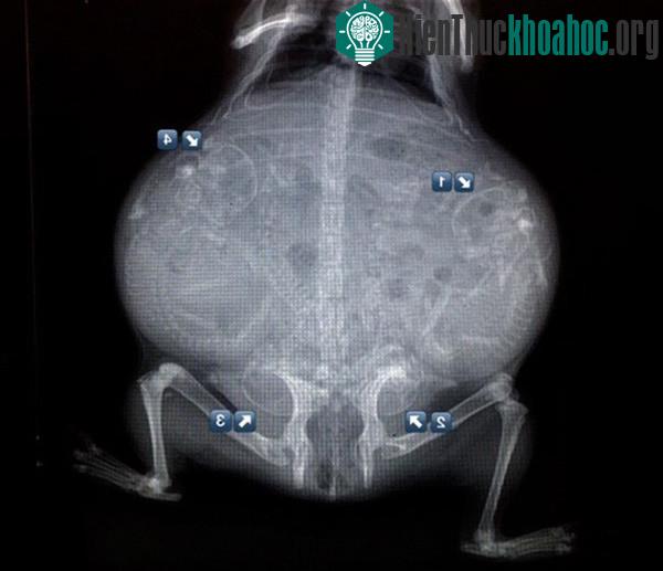 Những chú chuột bạch con "lúc nhúc" trong bụng mẹ.
