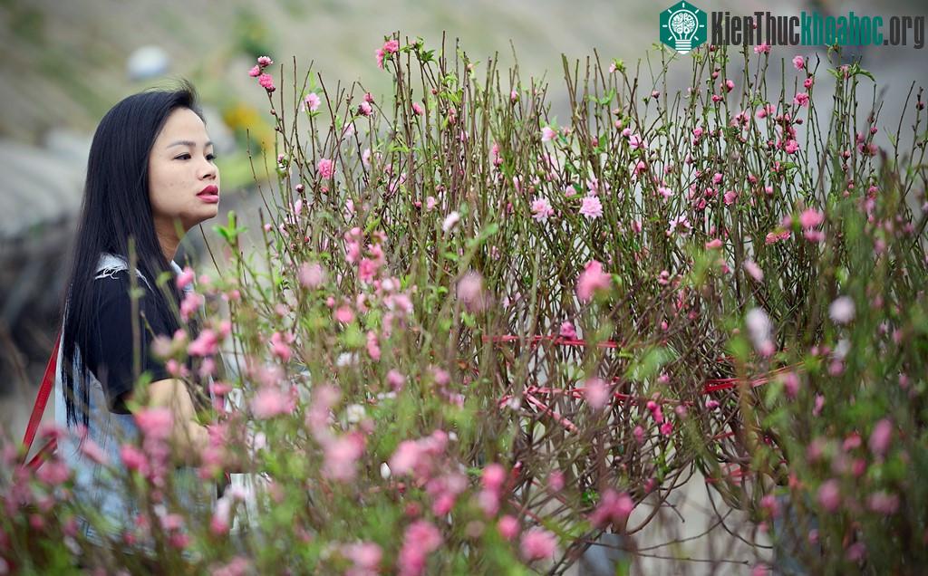 Nhiều người tìm đến khu chợ hoa nổi tiếng Hà thành không chỉ để mua mà còn ngắm nghía và cảm nhận không khí mùa xuân.
