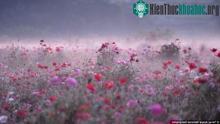 Sương mù bảng lảng trên cánh đồng hoa dại ở Shimotsuma, Nhật Bản.