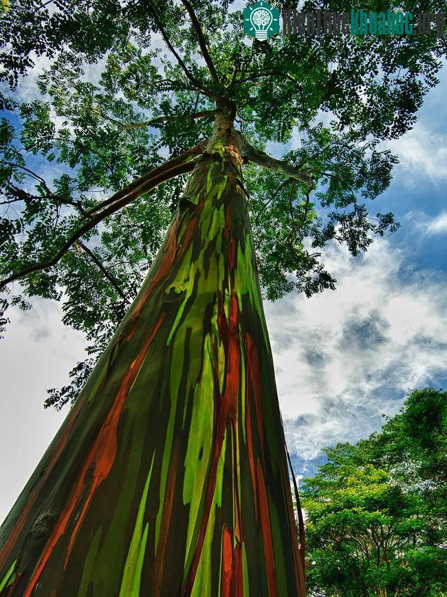 Cây bạch đàn cầu vồng, Hawaii, Mỹ.