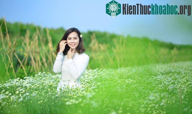 Cúc họa mi báo hiệu mùa đông trên phố Hà Nội