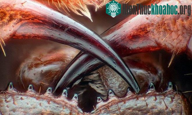 Bức ảnh răng nanh rết chứa chất độc của Walter Piorkowski