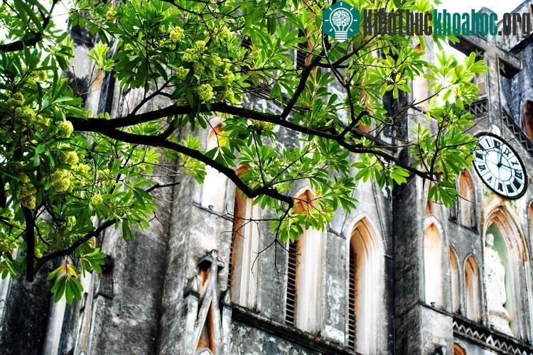 Một cây hoa sữa bên cạnh nhà thờ Lớn Hà Nội.
