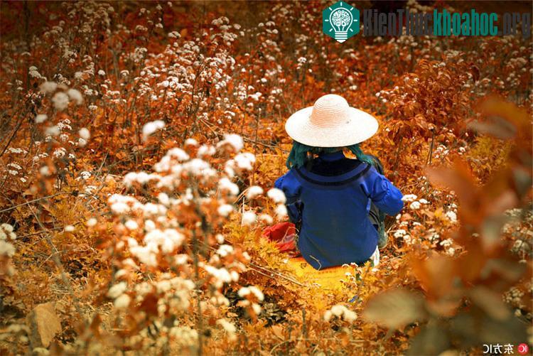 Những ruộng lúa Nguyên Dương được coi là khu vực chính của vùng đồng bằng Hà Nhì