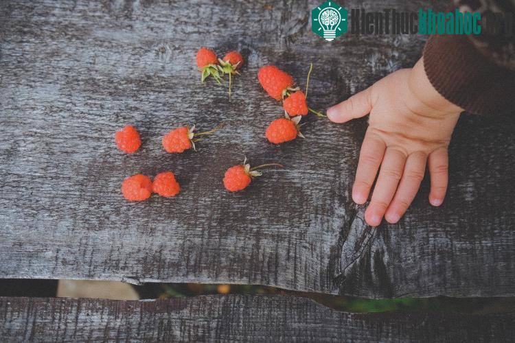 Những quả dâu cuối mùa trĩu đỏ dưới những bụi cây bên đường. V