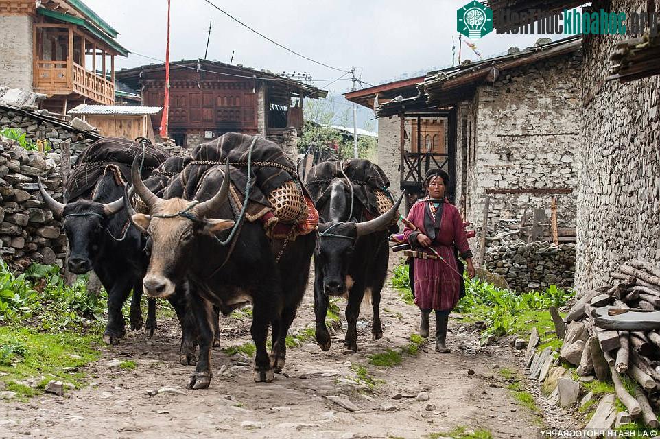 Cuộc sống của người Brokpa phụ thuộc rất nhiều vào các con vật họ nuôi. Trang phục họ mặc, mũ họ đội làm từ len của lông bò yak, kể cả chiếc lều của họ cũng từ làm bằng len, tuy càng ngày bạt nhựa ...