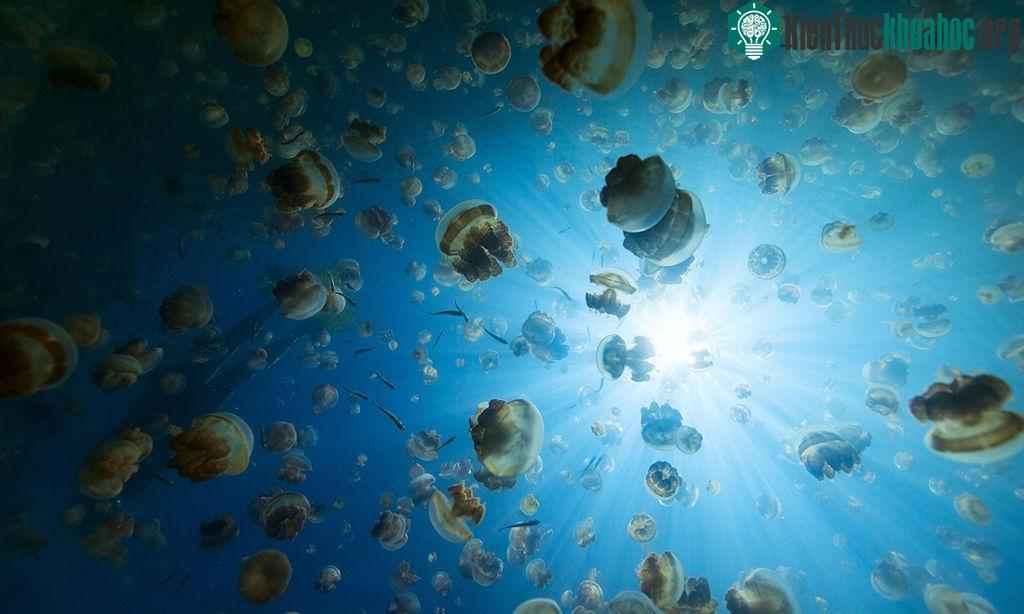 Hồ Sứa, Palau, Nam Thái Bình Dương