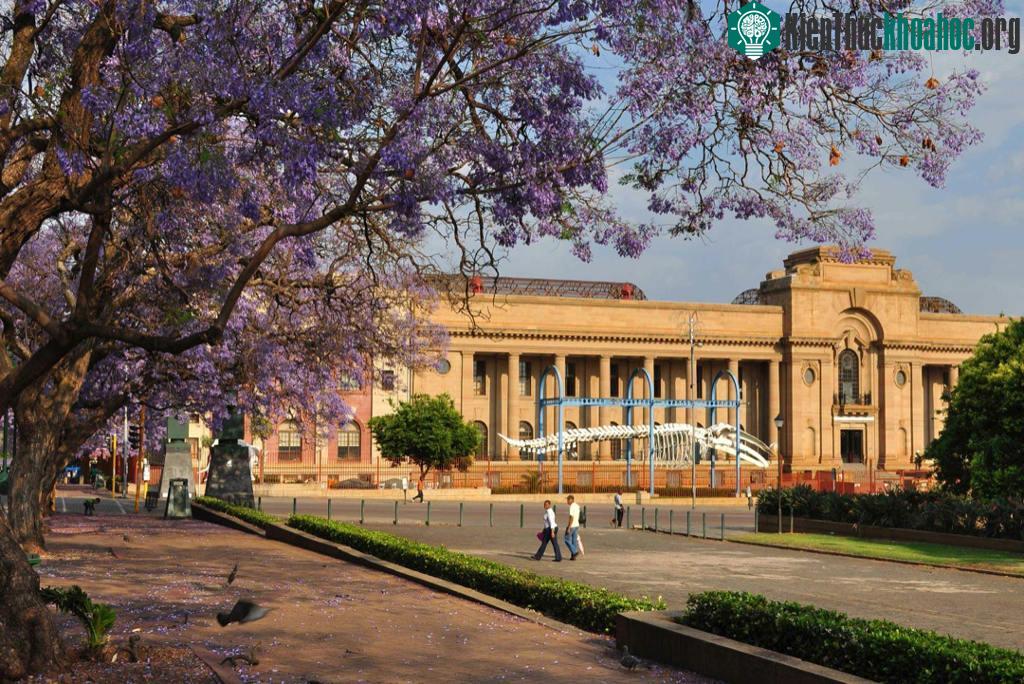Tuy phượng tím phát triển rất tốt ở nhiều vùng đất như Trung Mỹ, Nam Mỹ, Cuba, Jamaica hay một số nước châu Á, cây phượng tím vẫn được liệt vào hàng "dễ bị tổn thương...
