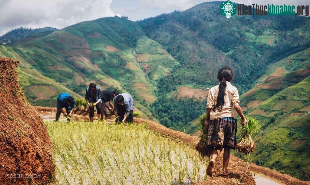 Sau mùa nước đổ, người nông dân vùng cao Tây Bắc sẽ vào mùa cấy trong suốt tháng 7. Lúa sẽ chín trong 3 tháng, đến tầm tháng 10 là có thể thu hoạch...