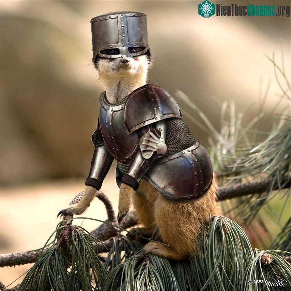 Cầy Meerkat, Ben1000