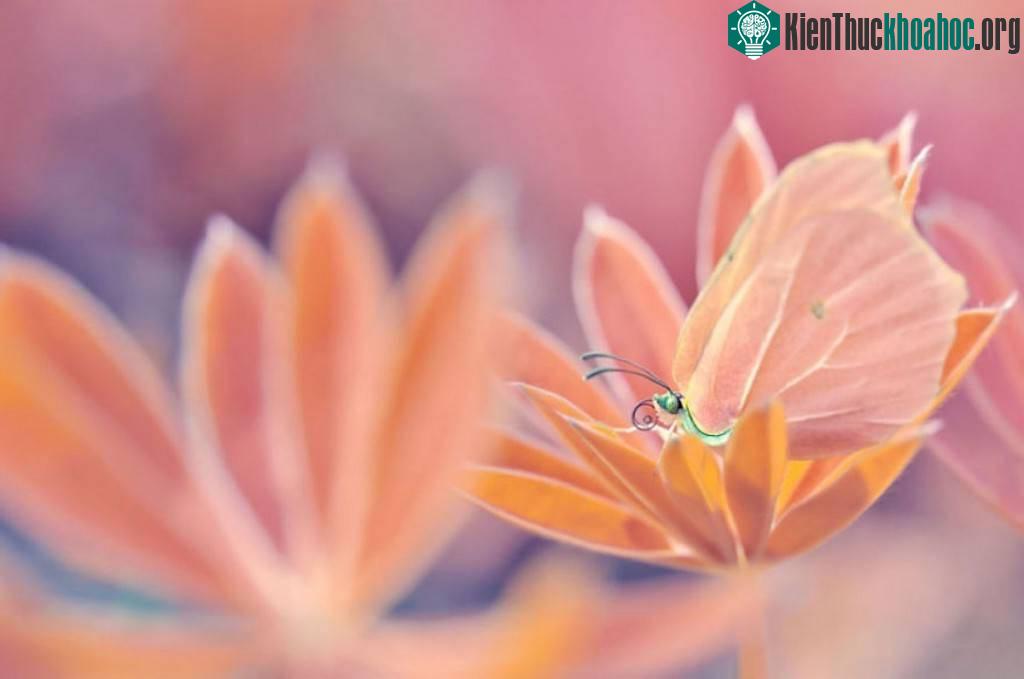 Thế giới côn trùng lung linh huyền ảo ảnh 7