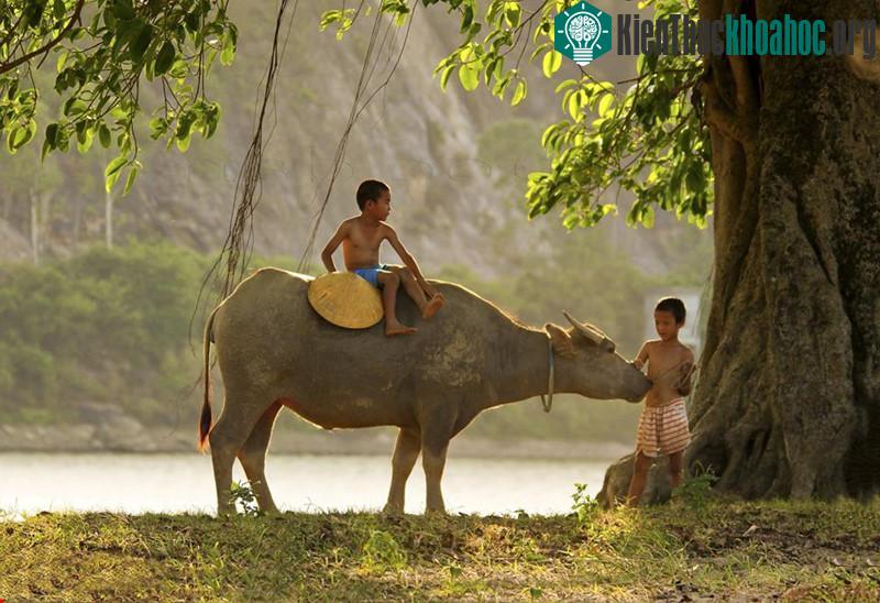 Ai bảo chăn trâu là khổ