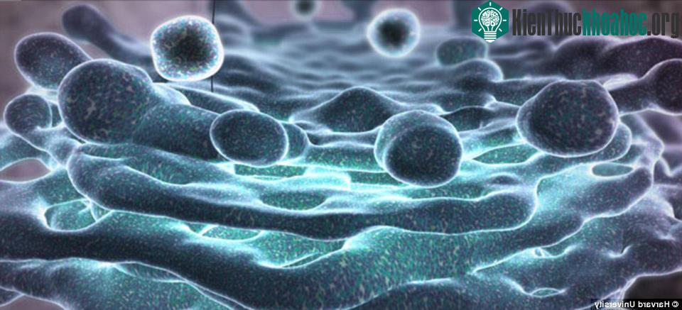 Thể Golgi giúp phân bổ protein trong tế bào.
